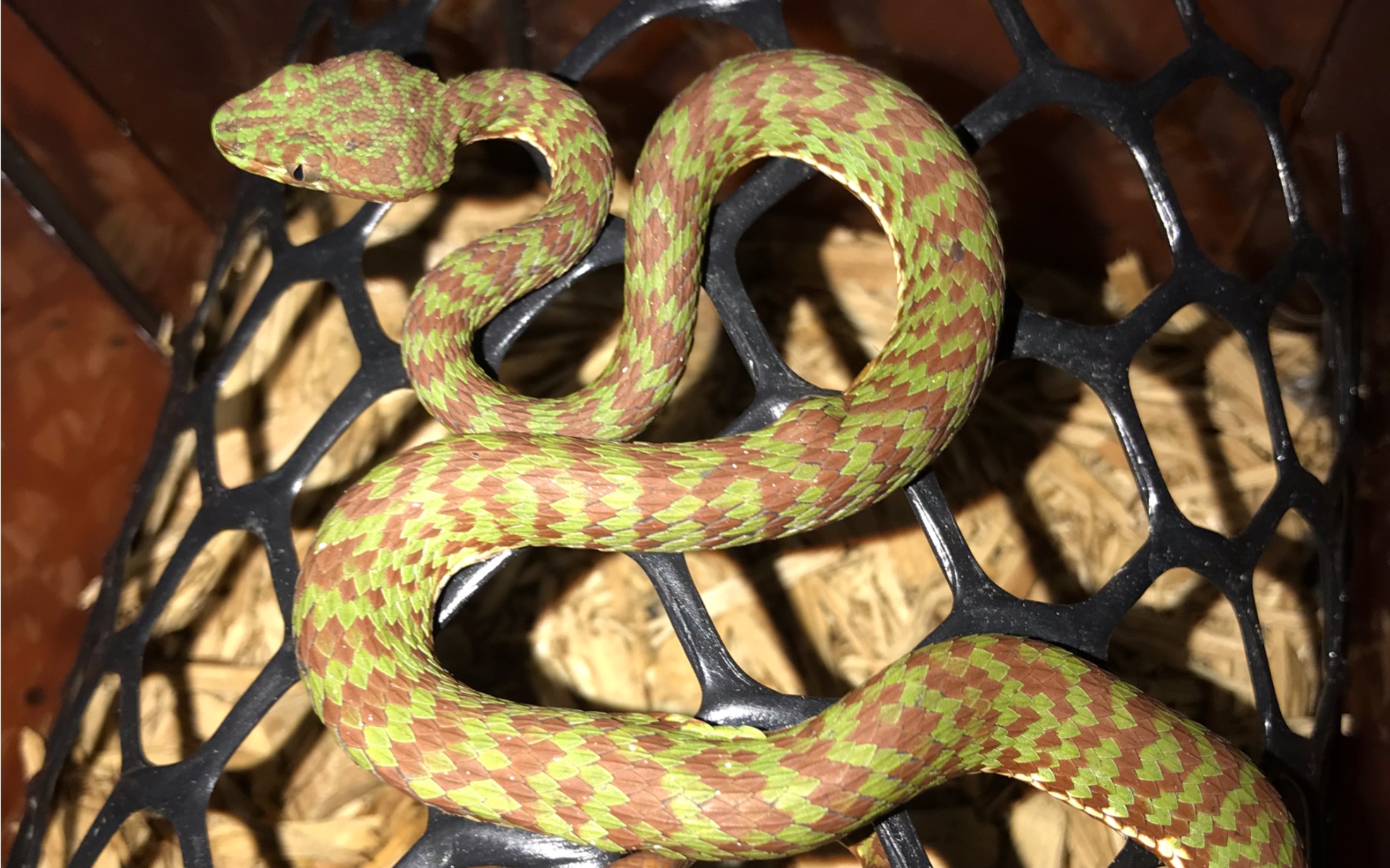 华丽竹叶青喂食