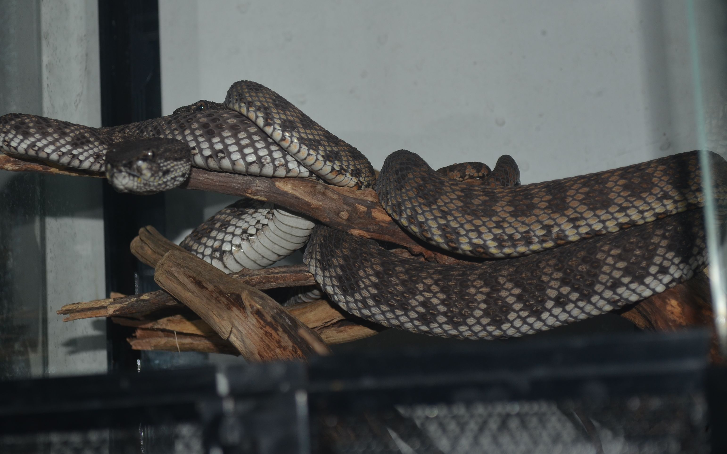 【蝮亚科/红树竹叶青】红树竹子繁殖记录