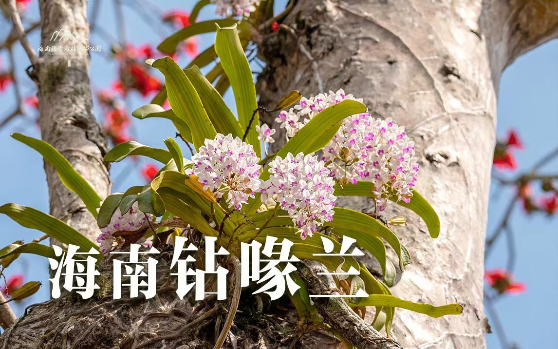 [图]植物篇：海南钻喙兰 | 海南热带雨林国家公园科普视频系列