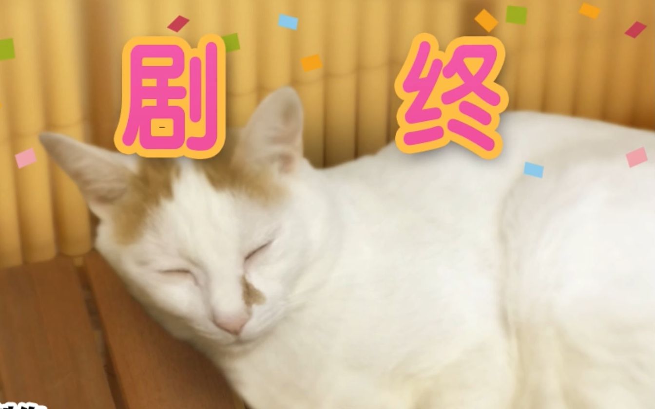 恐怖游戏里的猫咪视角—翌日 猫之怪奇谭 正常+彩蛋结局单机游戏热门视频