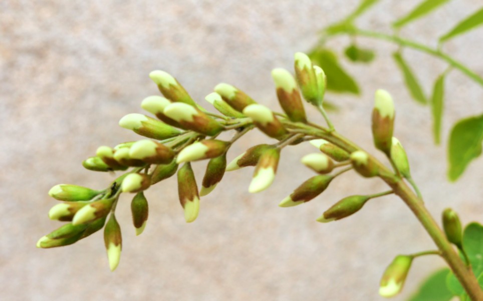 槐花好吃有窍门,海边人教你这样做,鲜香又营养,真解馋