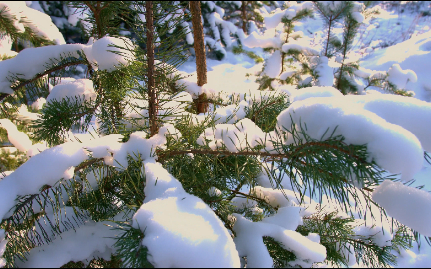 [图]风景视频素材分享——雪景（无水印可自取）