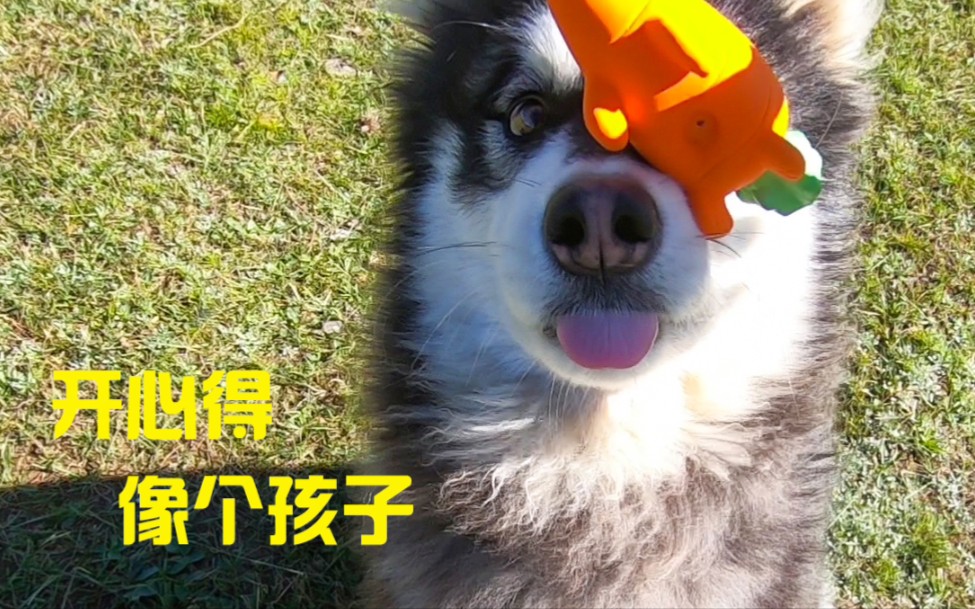 班戈有了心爱的玩具,去哪儿都要带着