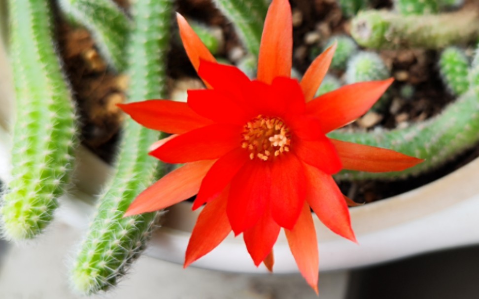 用一天时间,拍摄鼠尾掌开花,美!