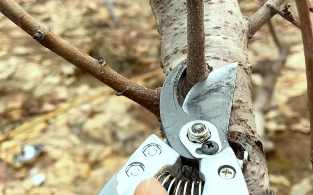 桃树冬季原来是这样修剪的,太简单了吧