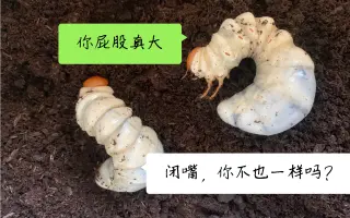 兜虫幼虫换土 搜索结果 哔哩哔哩 Bilibili