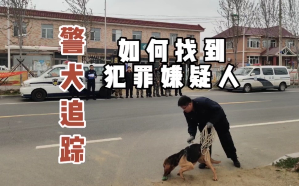 [图]超燃剪辑！警犬如何找到犯罪嫌疑人（上）