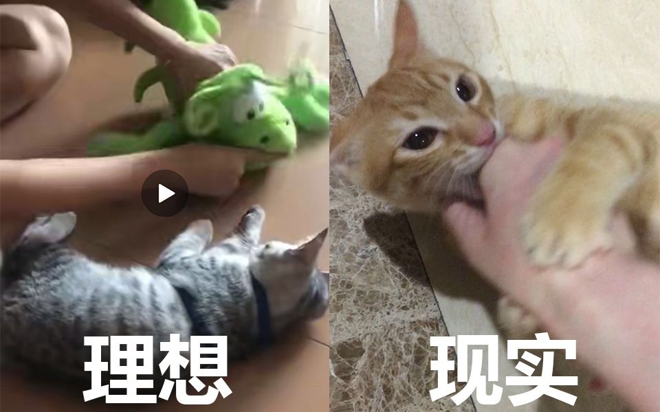 网上的驯猫方法到底有没有用?王者猫咪无所畏惧!哔哩哔哩bilibili