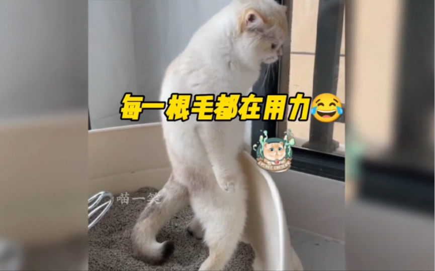 拉不出来 根本拉不出来-喵一笑-喵一笑-哔哩哔哩视频