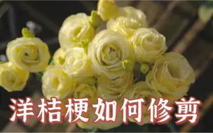 Download Video: 很多人问洋桔梗花后修剪，录个视频跟你们唠唠哈哈哈哈哈