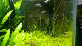 草缸 冒泡泡 很治愈 哔哩哔哩 つロ干杯 Bilibili