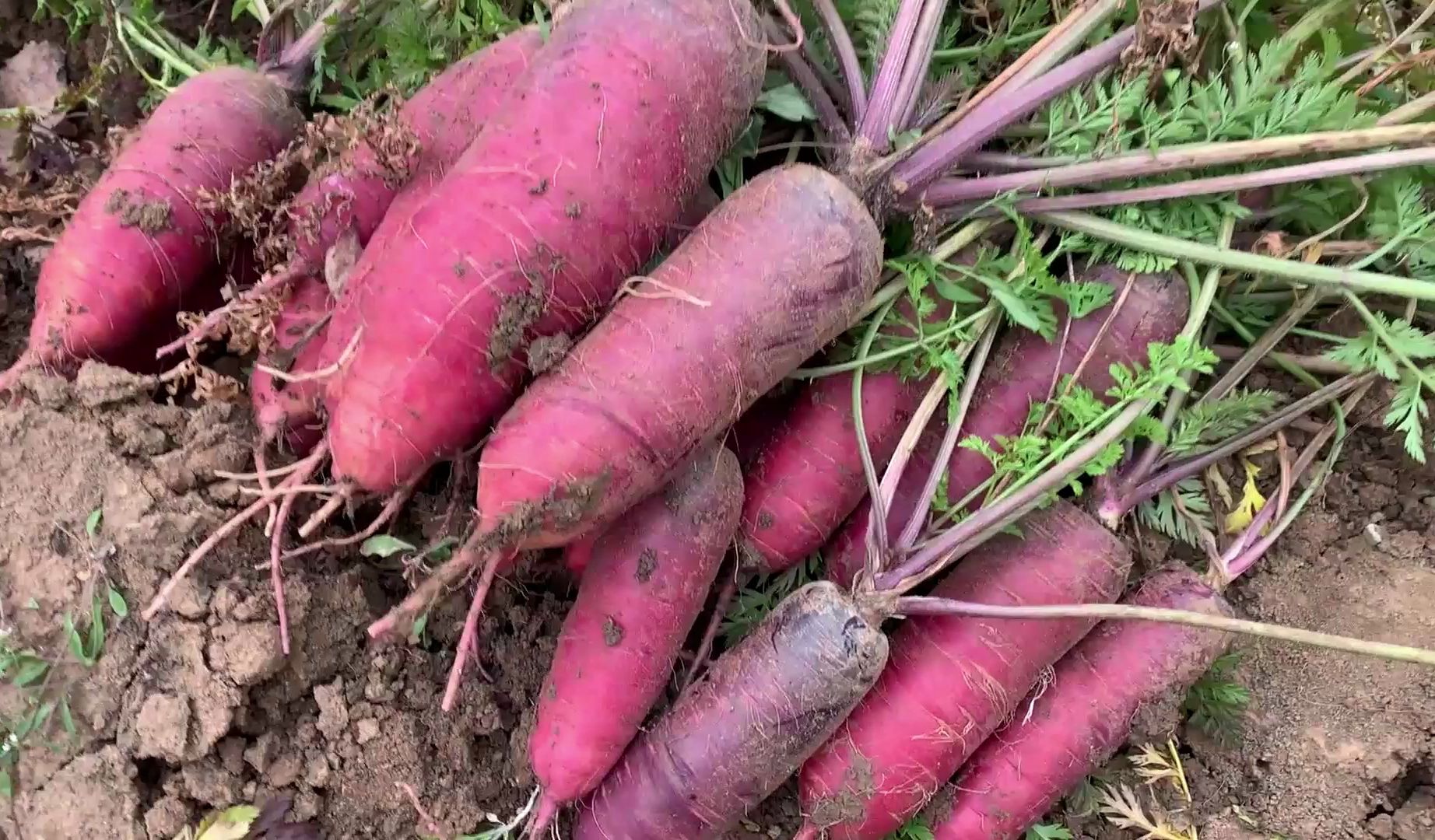 30年前的紫色笨胡萝卜,你吃过吗?简单的介绍有需要的来了解一下!