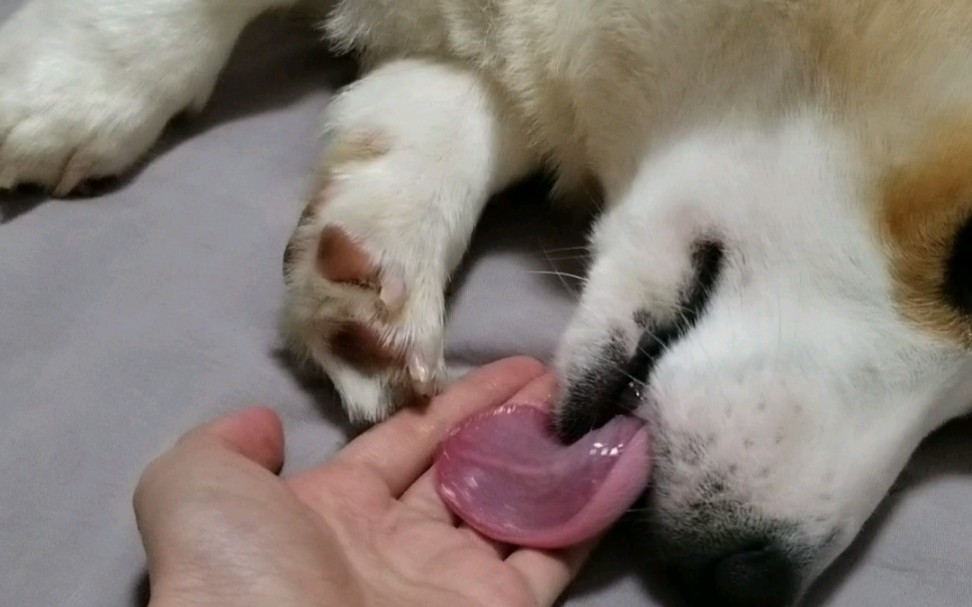 活动作品柯基椰子字面意义的舔狗