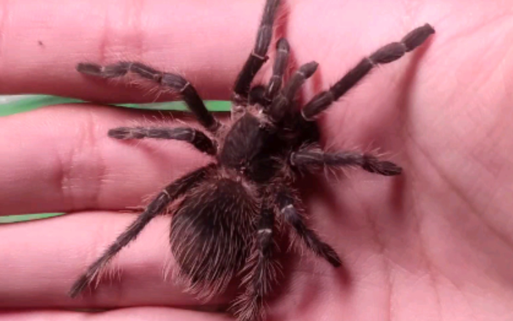 小伙只对这个八脚胖蛛感兴趣,一天到晚都在盘