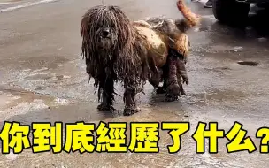 Télécharger la video: 取快递路上遇见一只流浪狗，毛发像拖把一样又长又脏黏满泥巴，好心夫妻暖心救助，剃掉毛发后居然那么可爱！