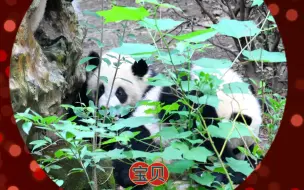 下载视频: 陈园润：大宝座后面有小宝贝