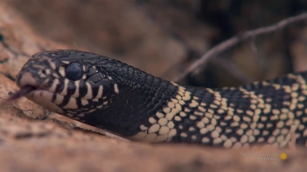 毒蛇女王 viper queens