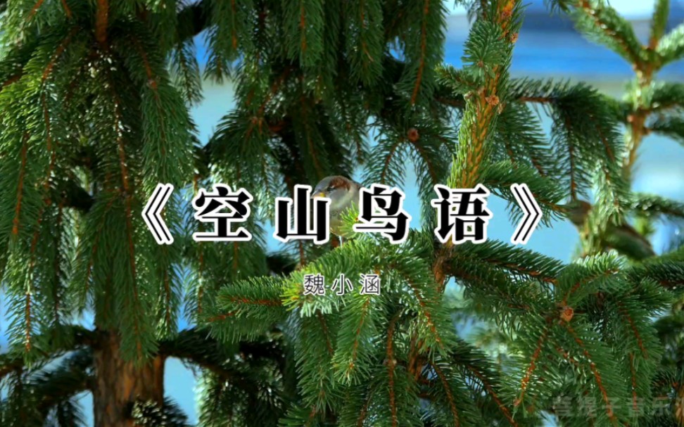 静心古琴声《空山鸟语》,独处时聆听,安养心神哔哩哔哩bilibili