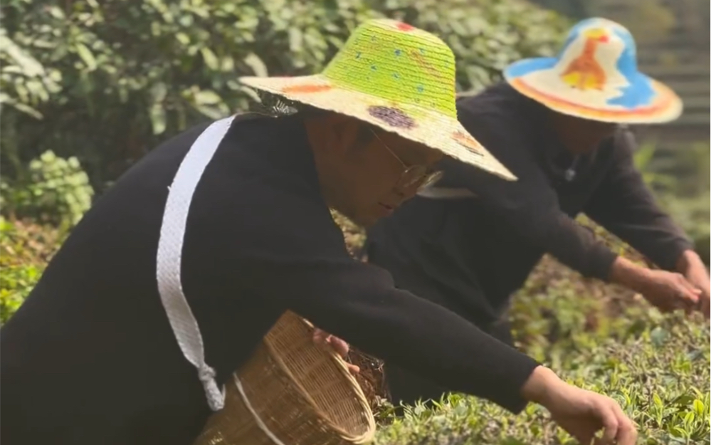 [图]人勤春来早 茶农采茶忙