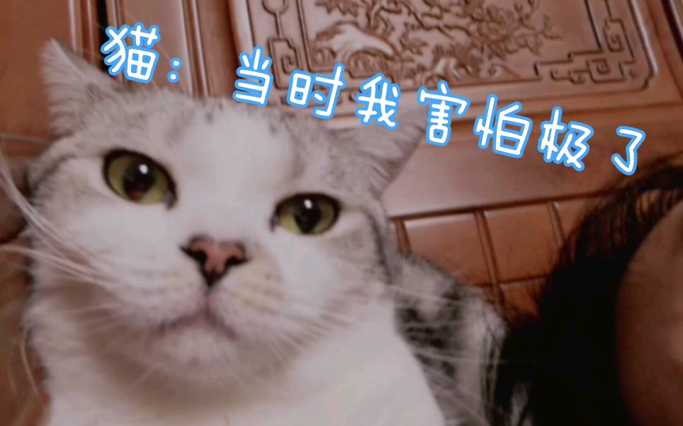 【猫片】kuty:当时我害怕极了