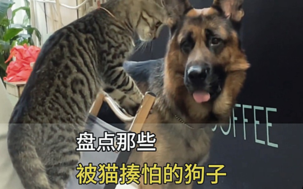 被猫揍怕的狗,真是丢尽了狗脸,狗那么大一坨,居然怕猫#狗被猫揍 #狗怕猫 #猫狗大战哔哩哔哩bilibili