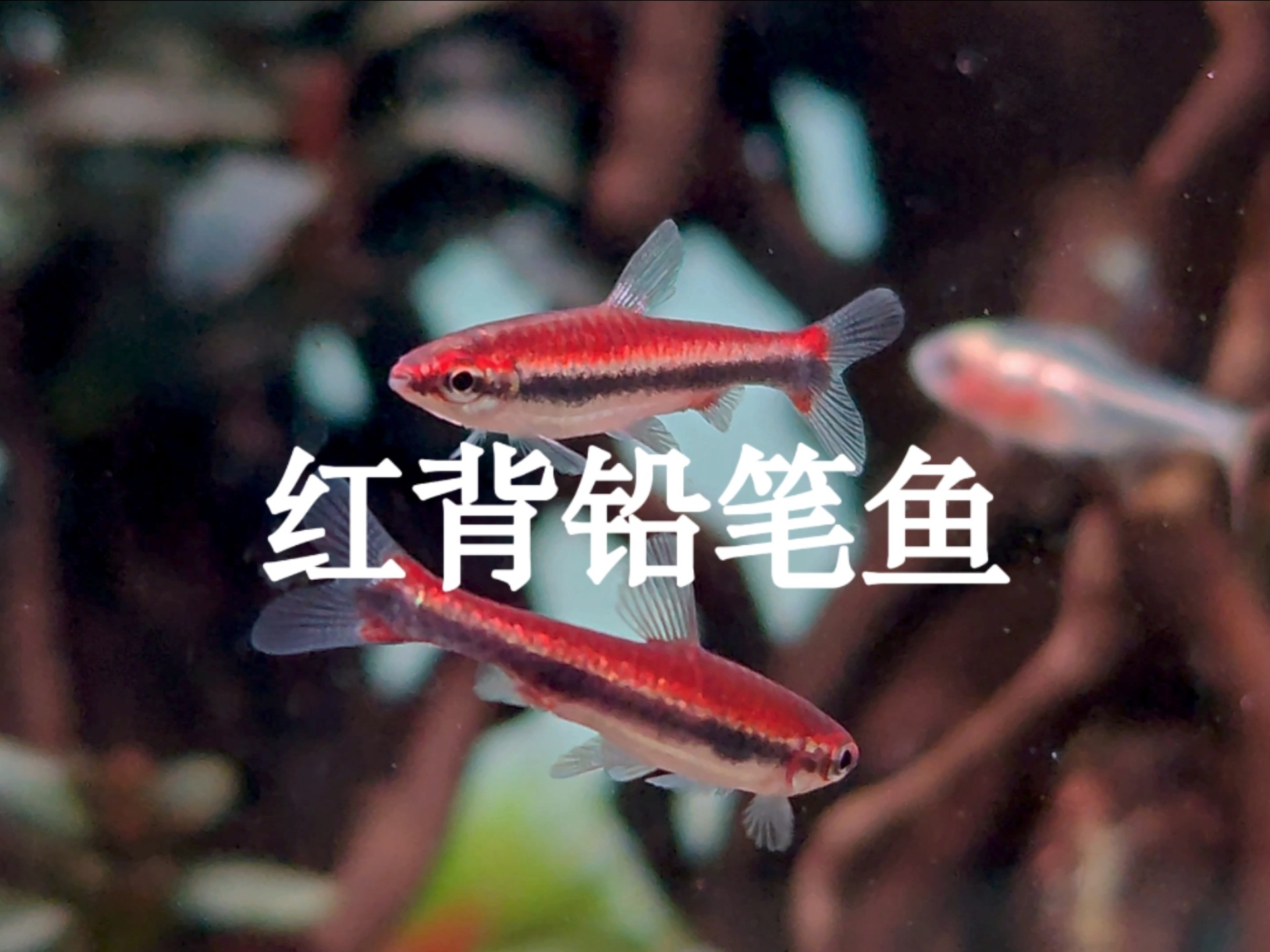 热带小型观赏鱼里颜值担当的铅笔鱼