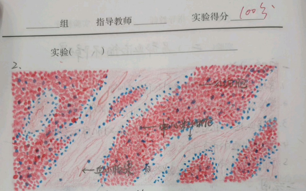 病理实验报告册,分享一下哔哩哔哩bilibili