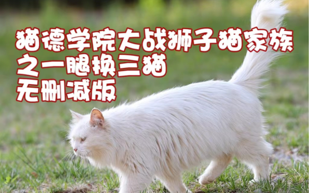 猫德学院大战狮子猫家族之一腿换三猫无删减版来啦哔哩哔哩bilibili