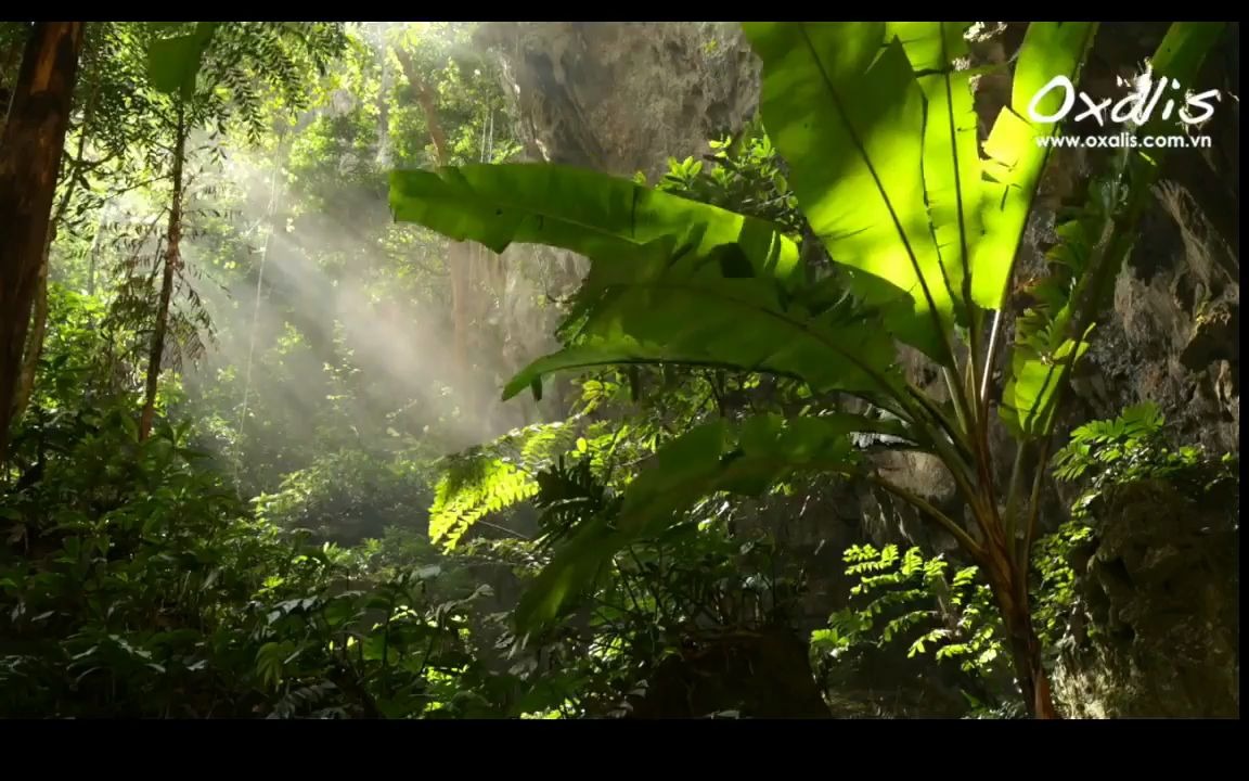 Hang Son Doong(韩松洞)世界上最大的洞穴,可容纳波音747,位于越南广平省哔哩哔哩bilibili