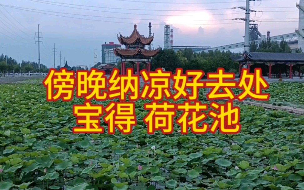 [图]荷花 开喽