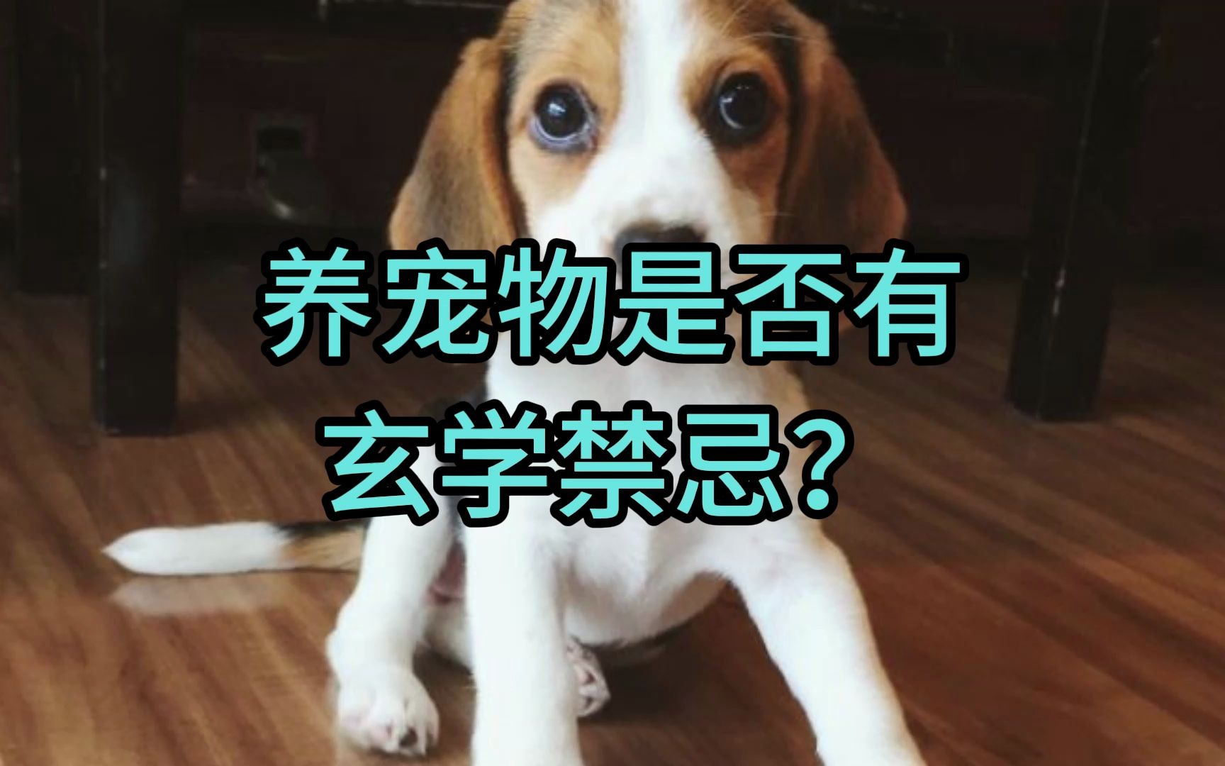 养宠物有没有玄学禁忌?哔哩哔哩bilibili