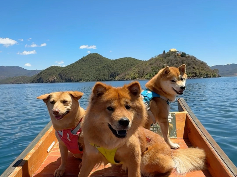 今年带狗自驾云南的最后一站——泸沽湖vlog