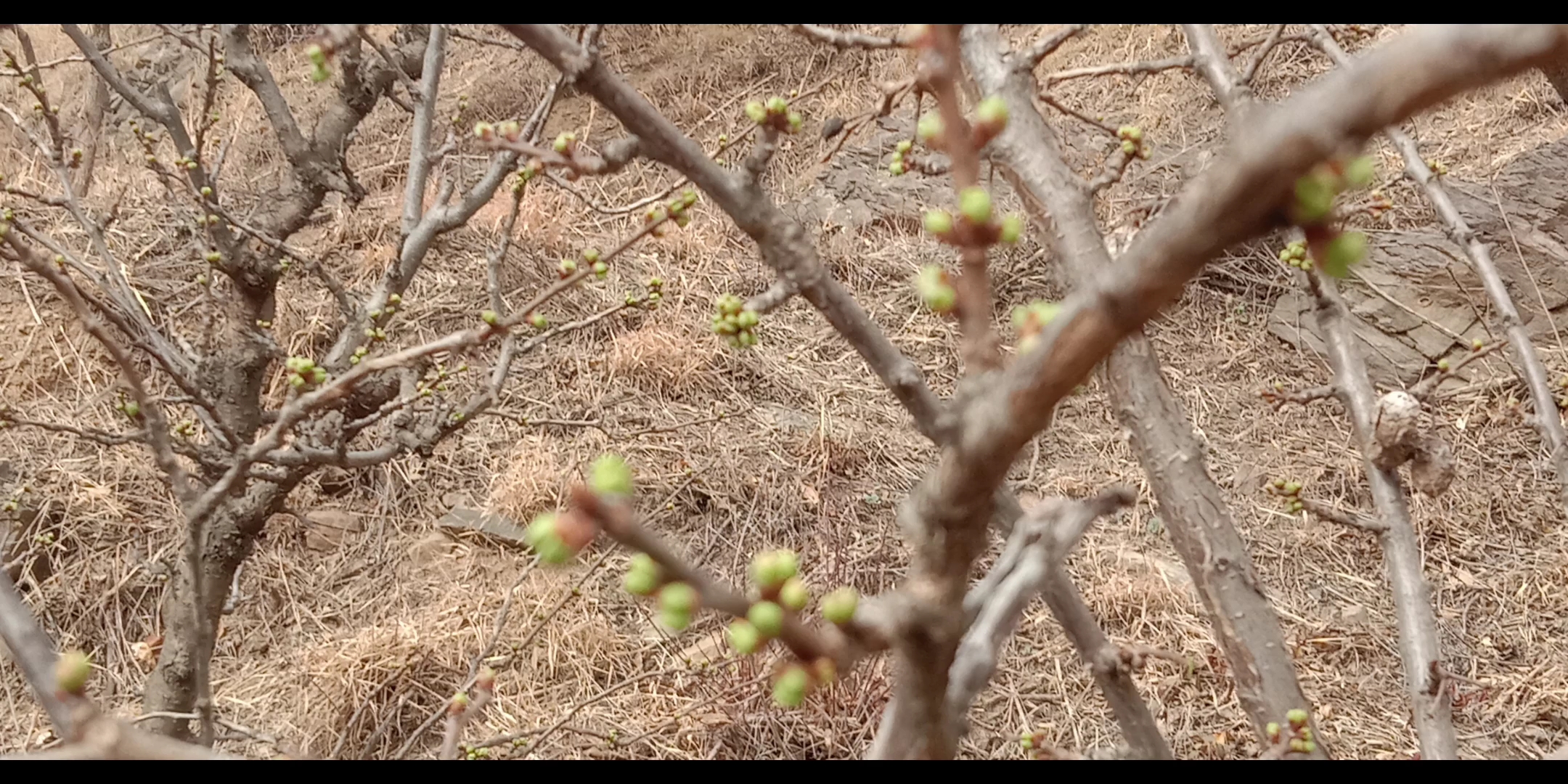 春初树枝上刚长出的小芽孢