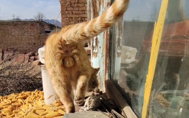 提上裤子毫不留恋的农村小野猫