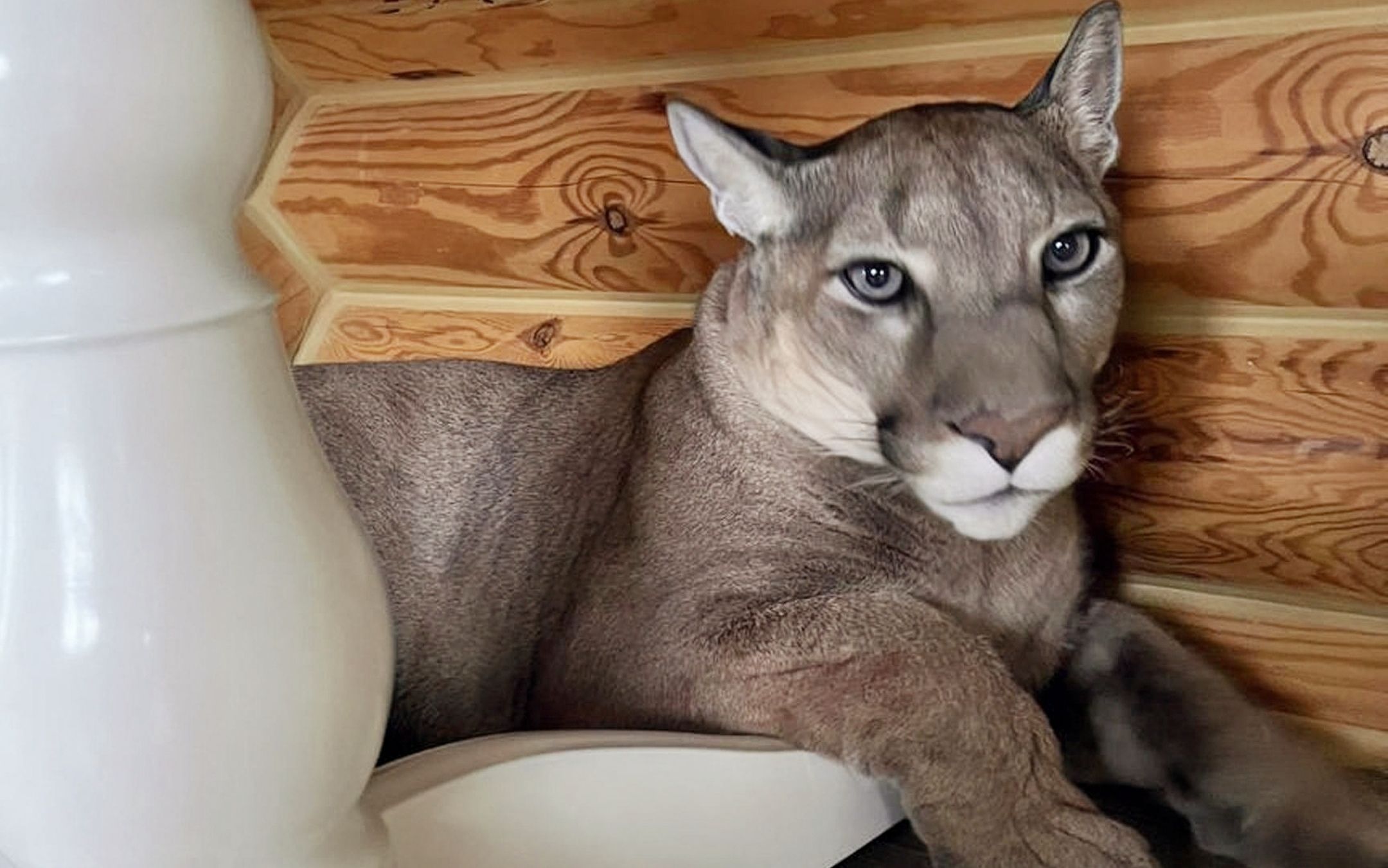 美洲狮梅西的悲伤:野生动物医院又来了!