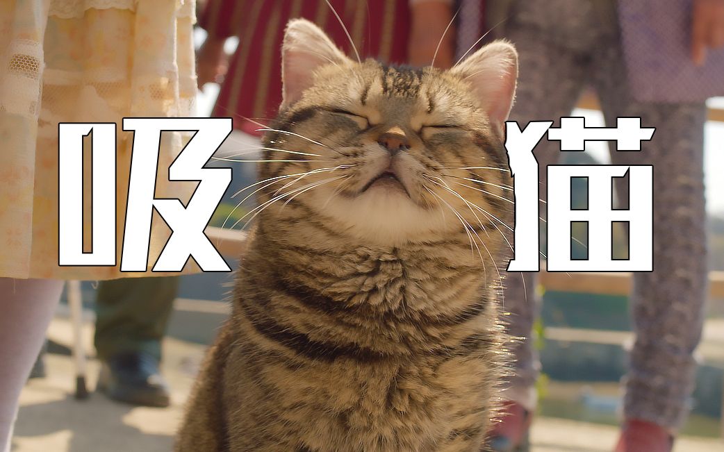 【影Sir】进来吸猫!这个地方居民一半都是猫|4部高分猫奴片,一部比一部治愈-我是影Sir-我是影Sir-哔哩哔哩视频