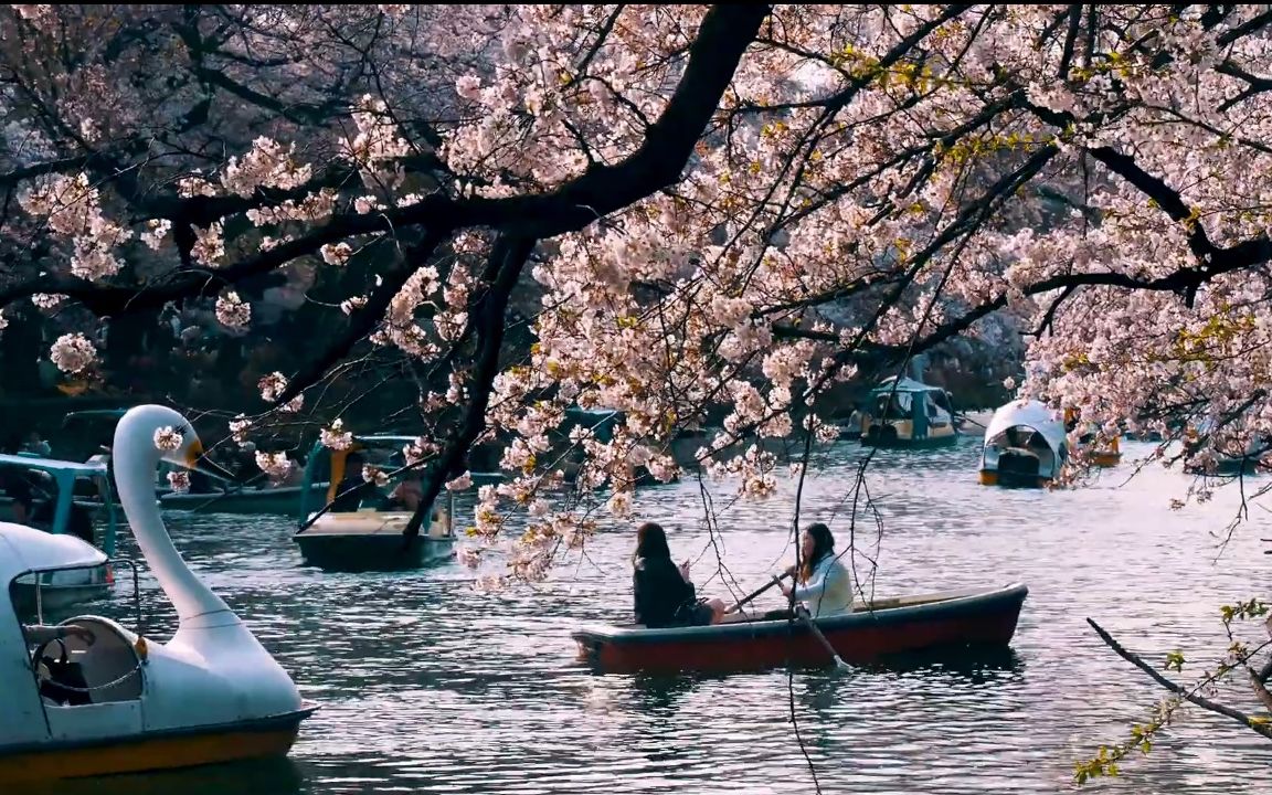 【超清日本】漫步东京都 武藏野市-井の头公园樱花 2019.