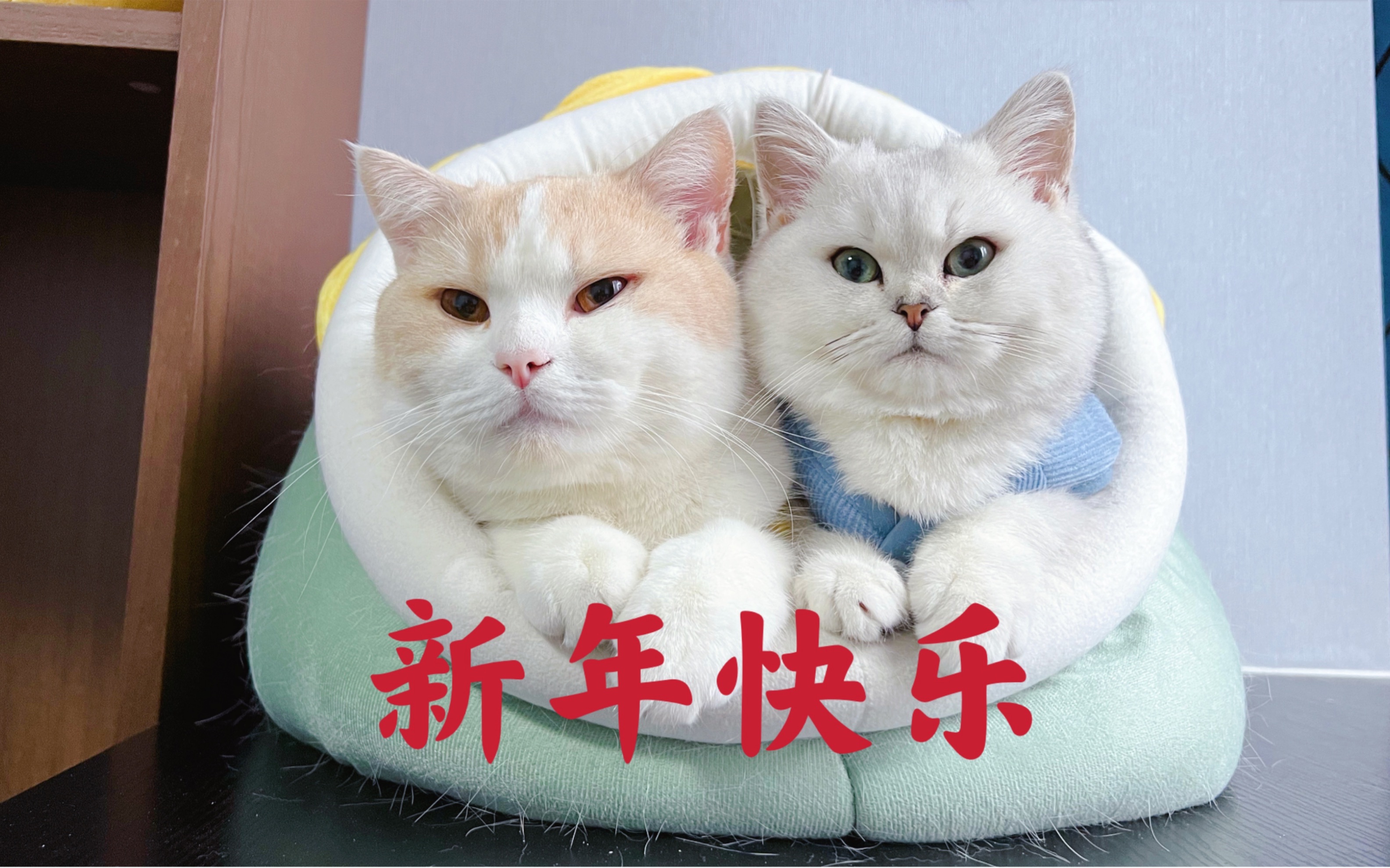 两只小猫咪祝大家2022 新年快乐