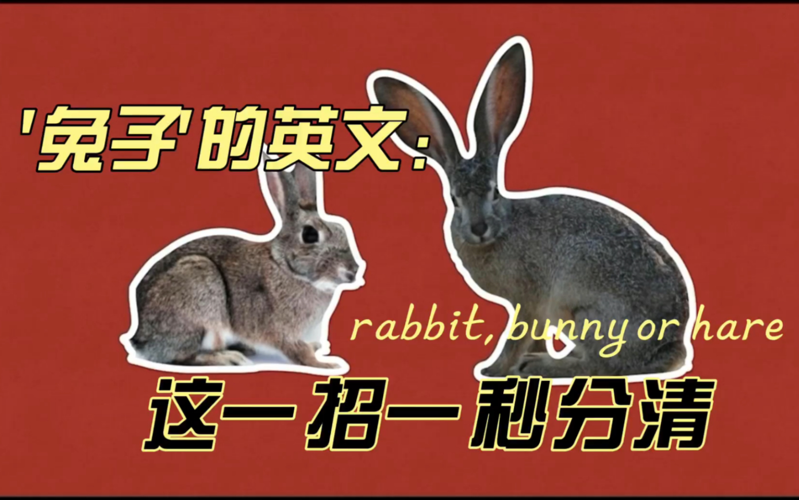 兔年的“兔”为什么是rabbit不是hare或bunny?哔哩哔哩bilibili