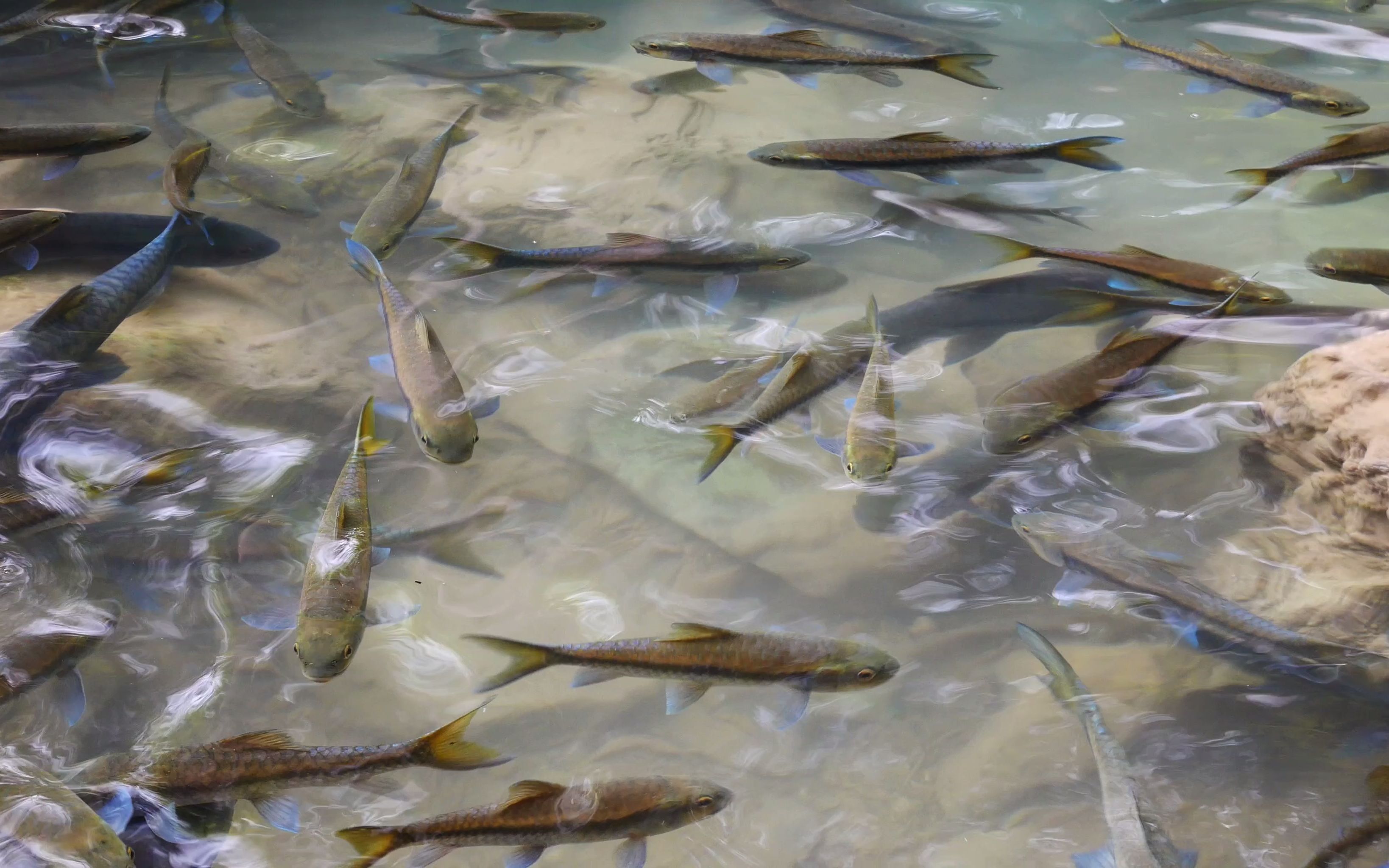 【空镜头】动物鱼类池塘 素材分享