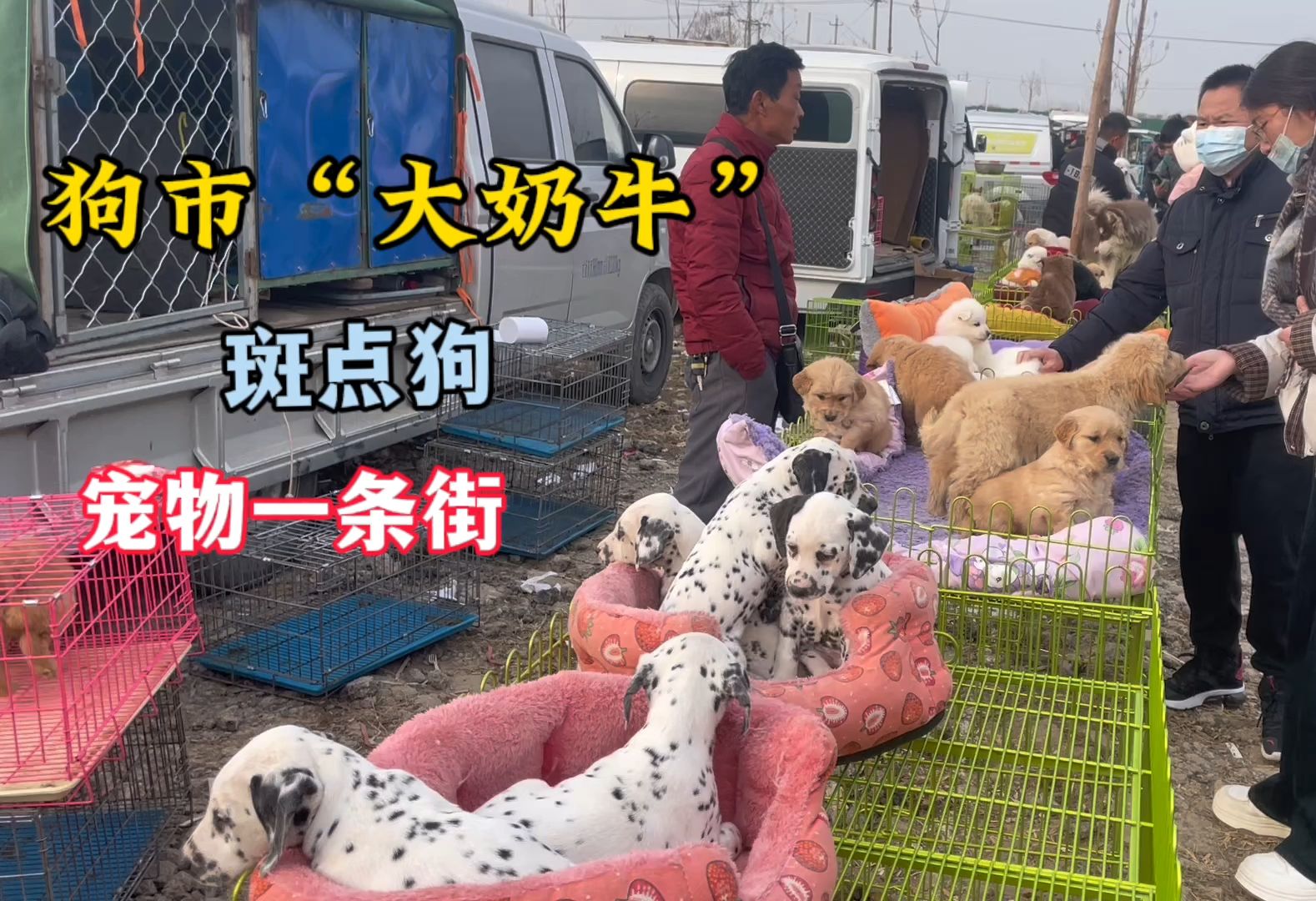 奶牛犬多少钱一只图片