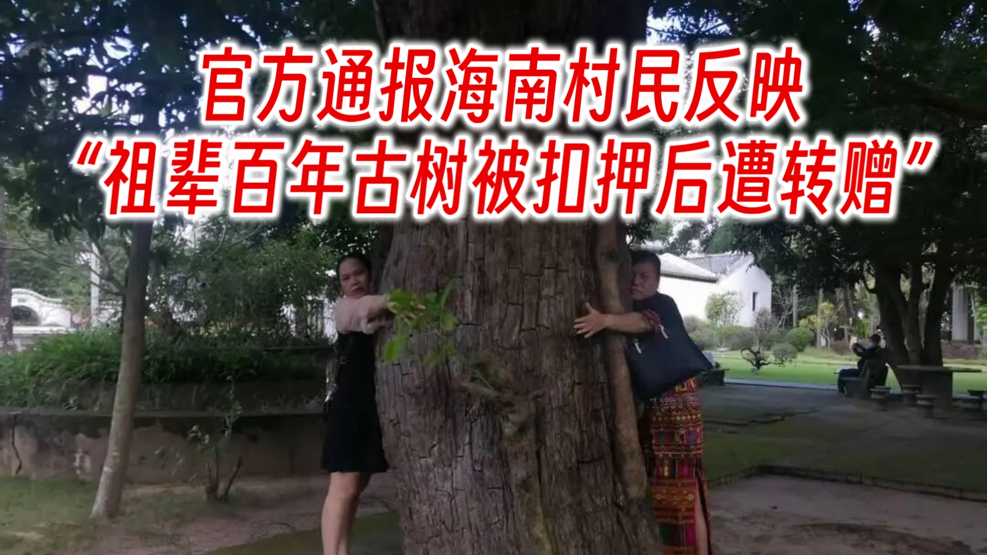 官方通报海南村民反映“祖辈百年古树被扣押后遭转赠”