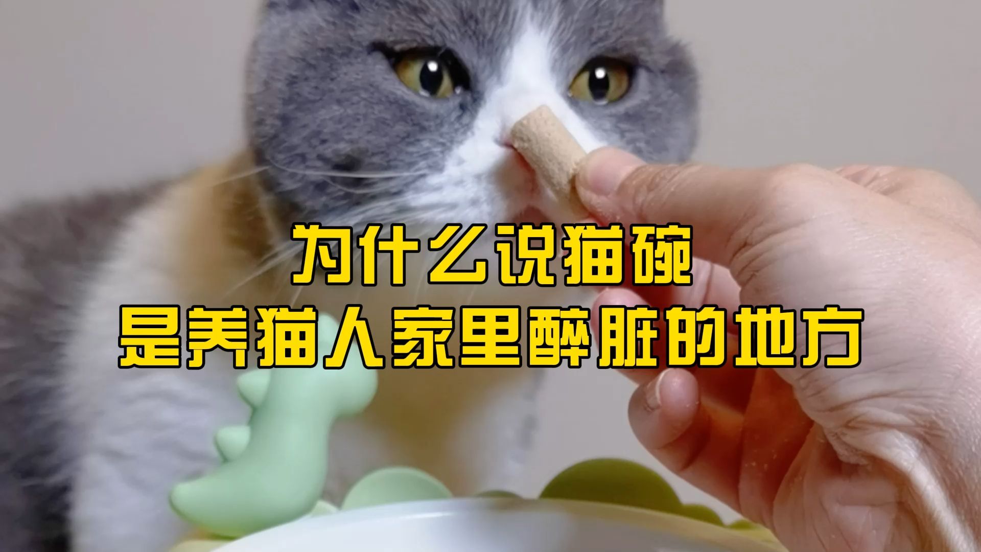 为什么说猫碗是养猫人家里最脏的地方?哔哩哔哩bilibili