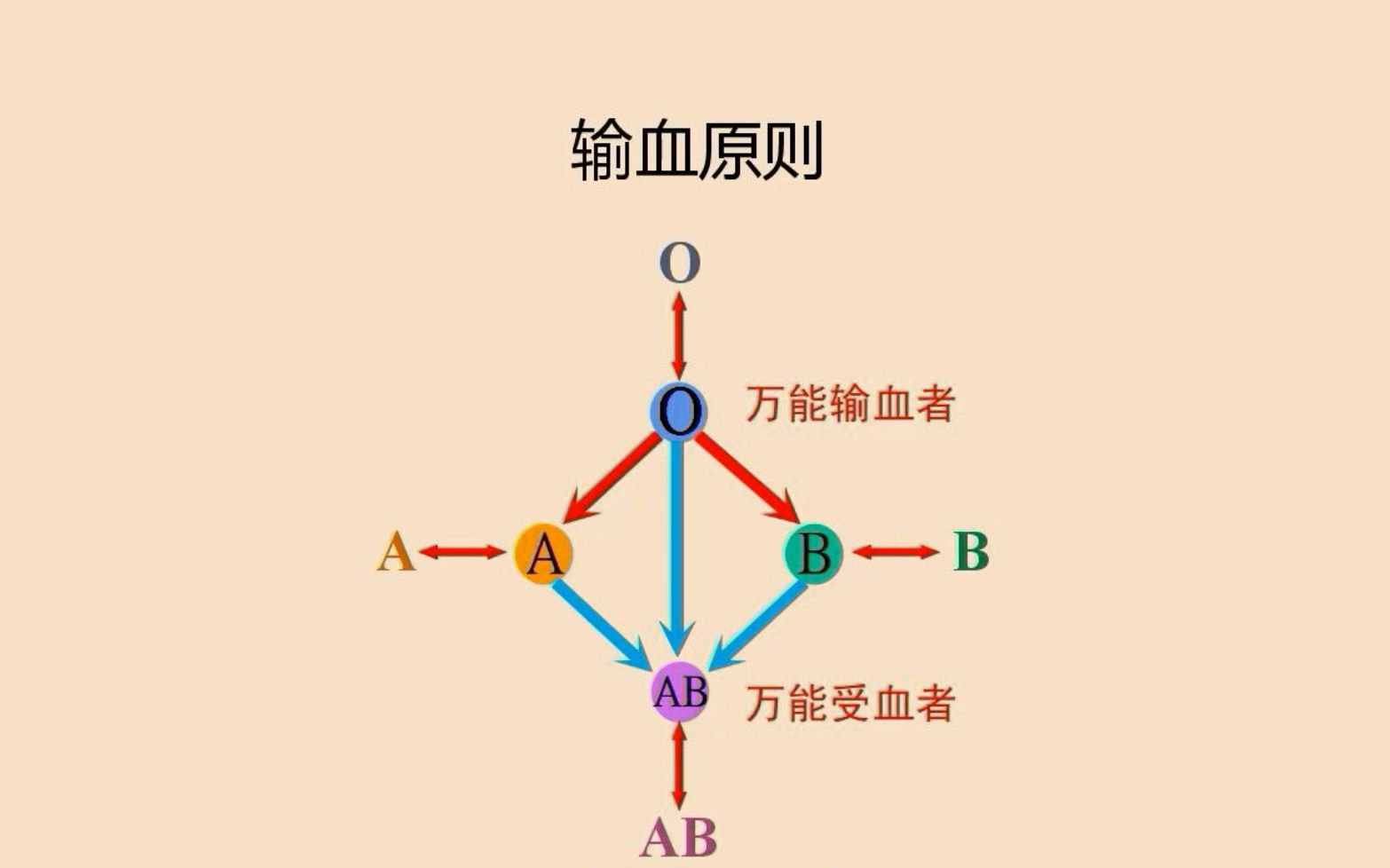 [图]微课：血型和输血