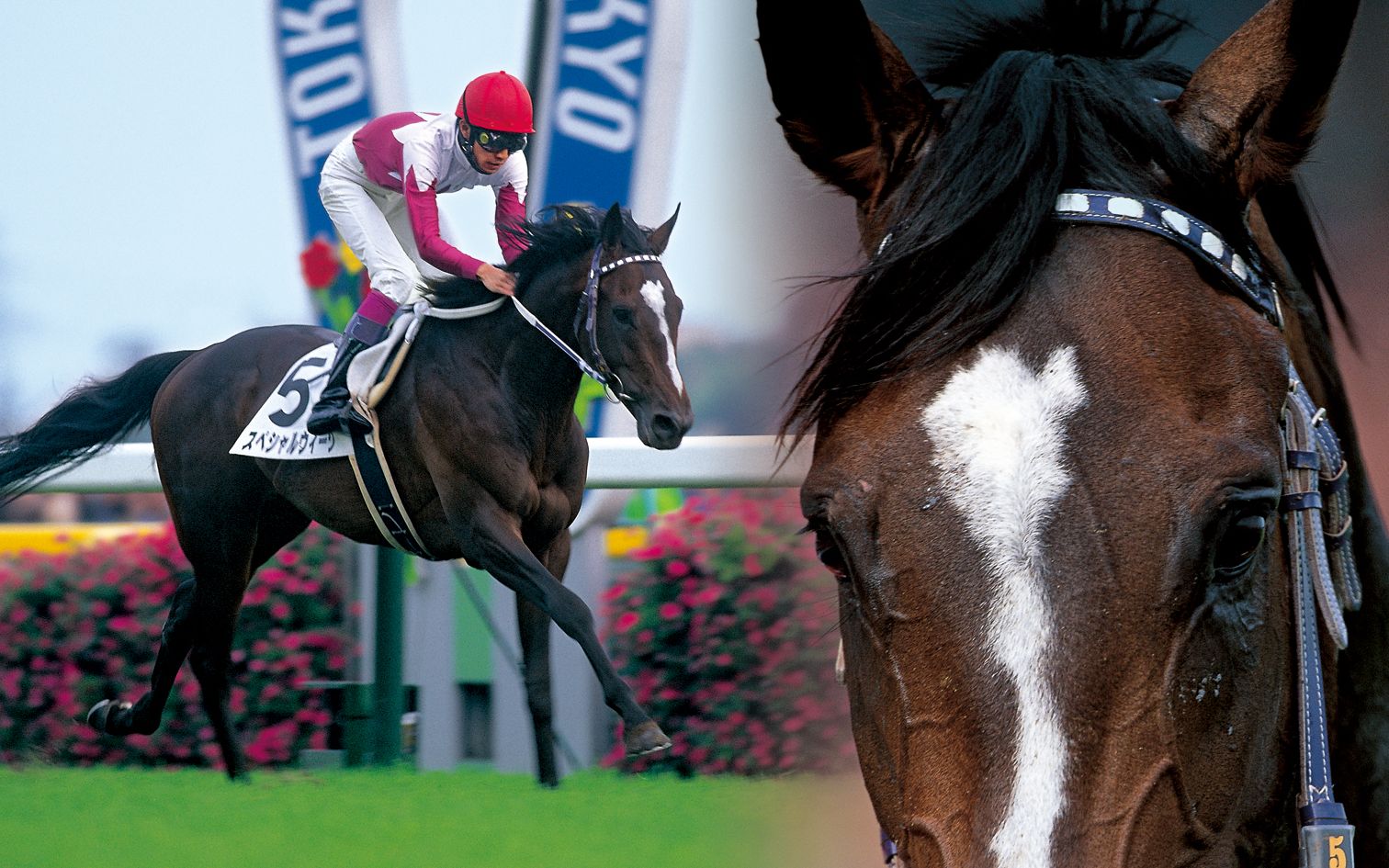 赛马specialweek特别周加油纪念影像