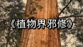 第一次用“没素质”来形容植物，巨杉真是阴的没边了！