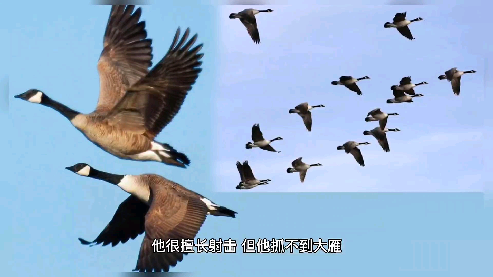 寓言故事 猎人与大雁