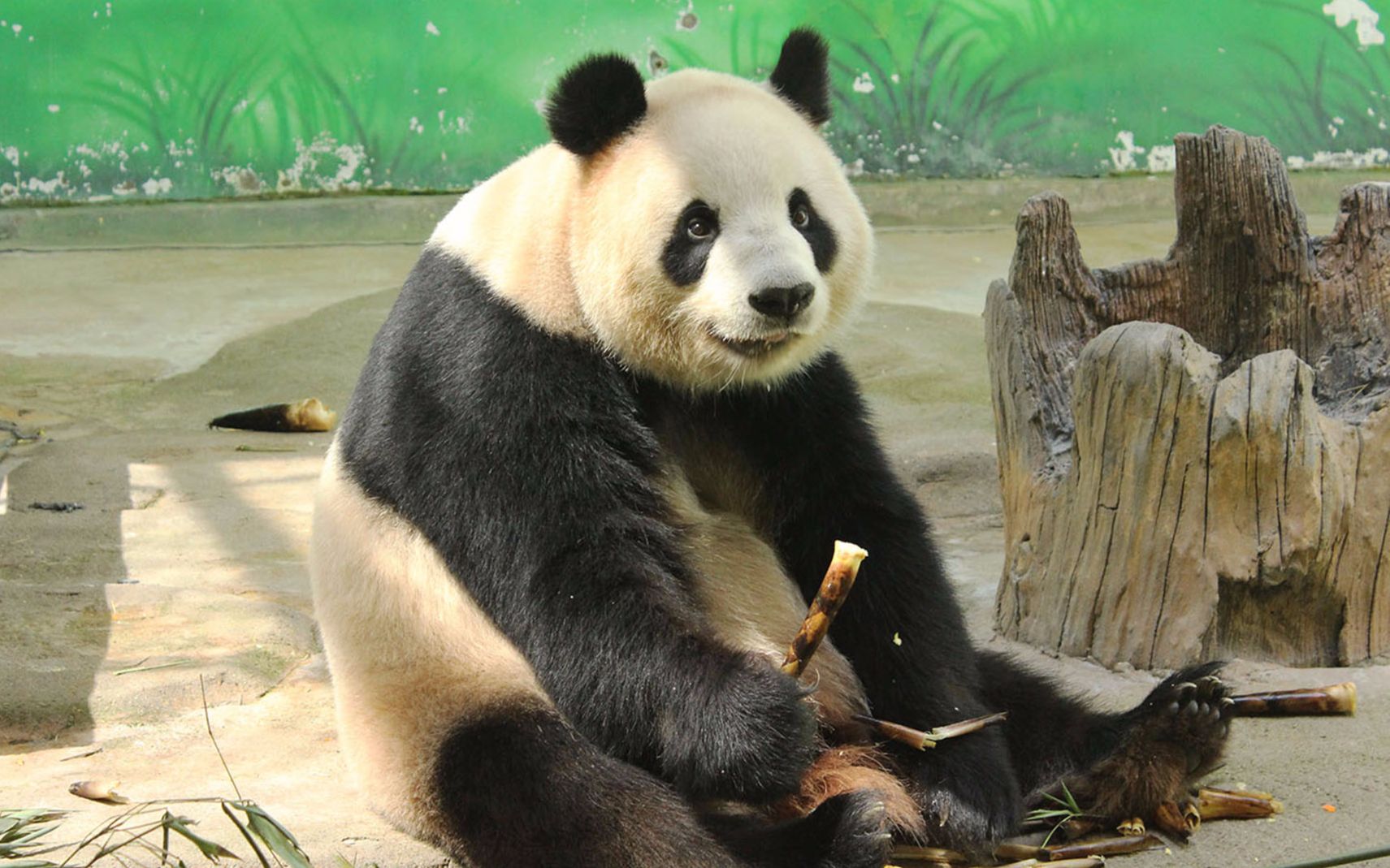 大熊猫丽丽圆脸吃播大朵朵都灰起来了