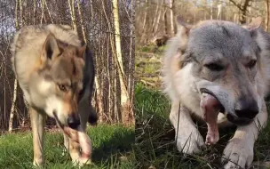 一半是狼 一半是狗 风靡世界的捷克狼犬 养过之后才知道后悔