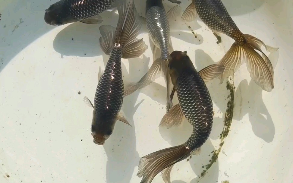 蓝丹凤金鱼,兰丹凤金鱼